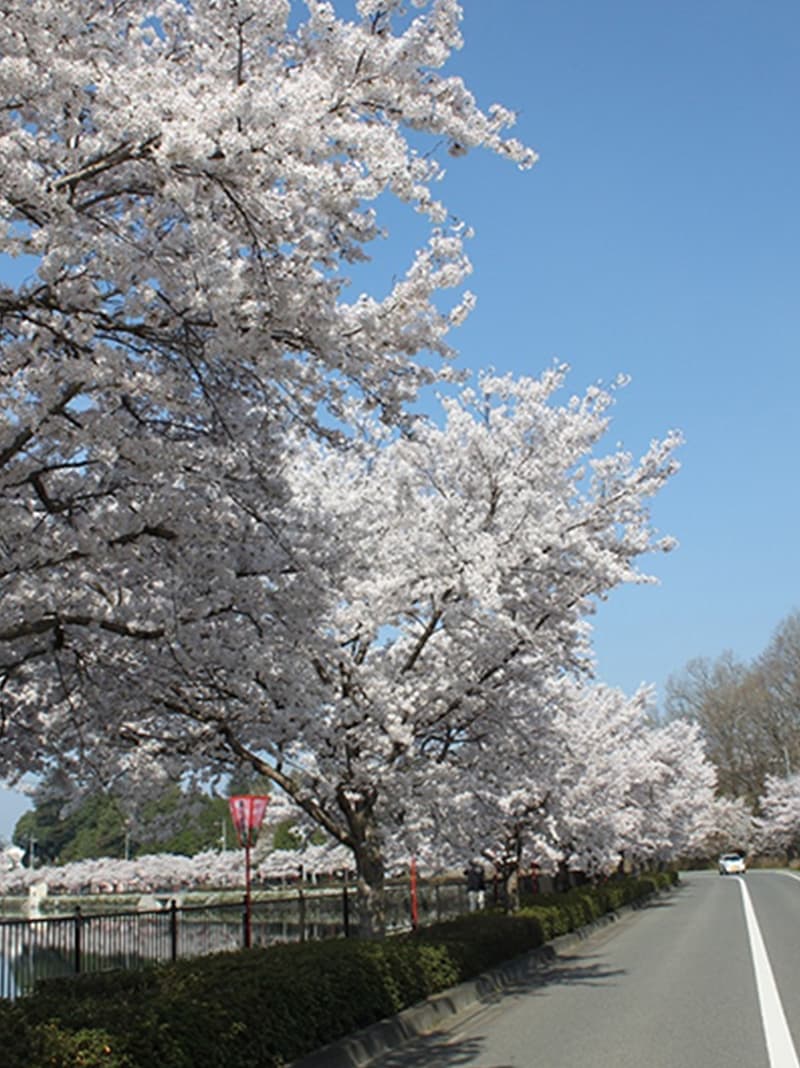 The charm of Japan