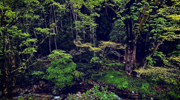 熊野の大トチ