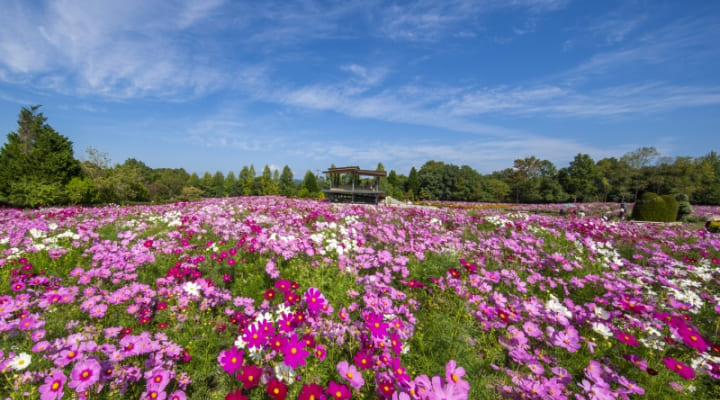 国営備北丘陵公園