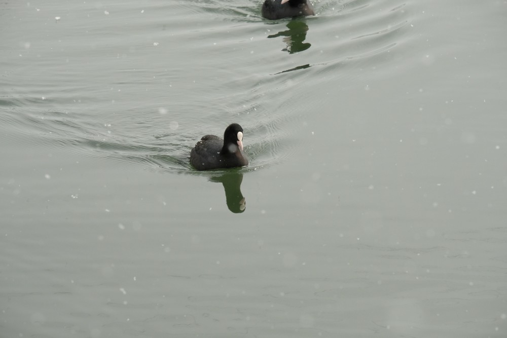 広島　オオバン