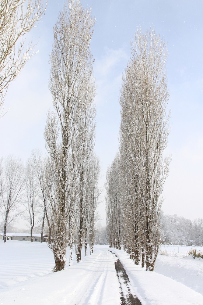 ポプラ並木　冬