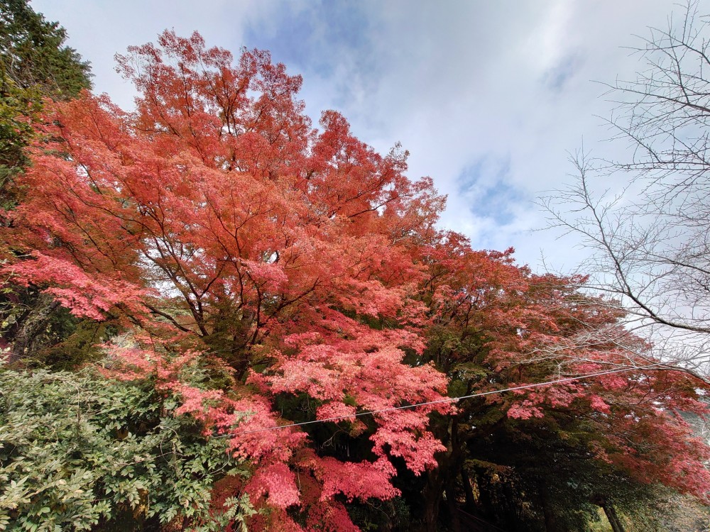 上市のイロハモミジ群　紅葉