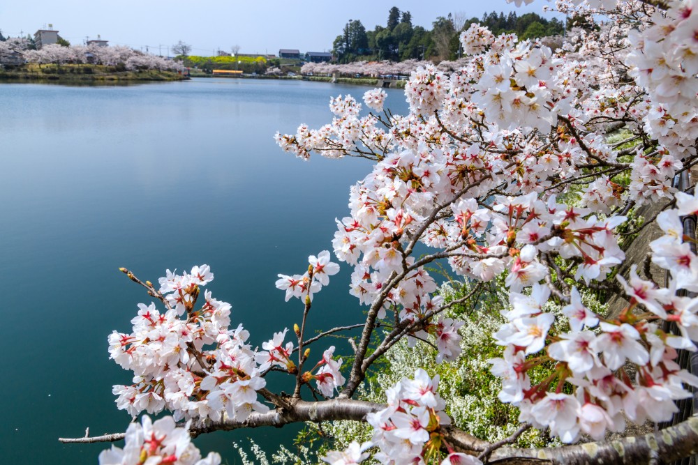 広島　桜　庄原　上野公園