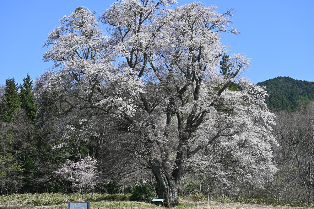 広島　桜　庄原　千鳥別尺のヤマザクラ
