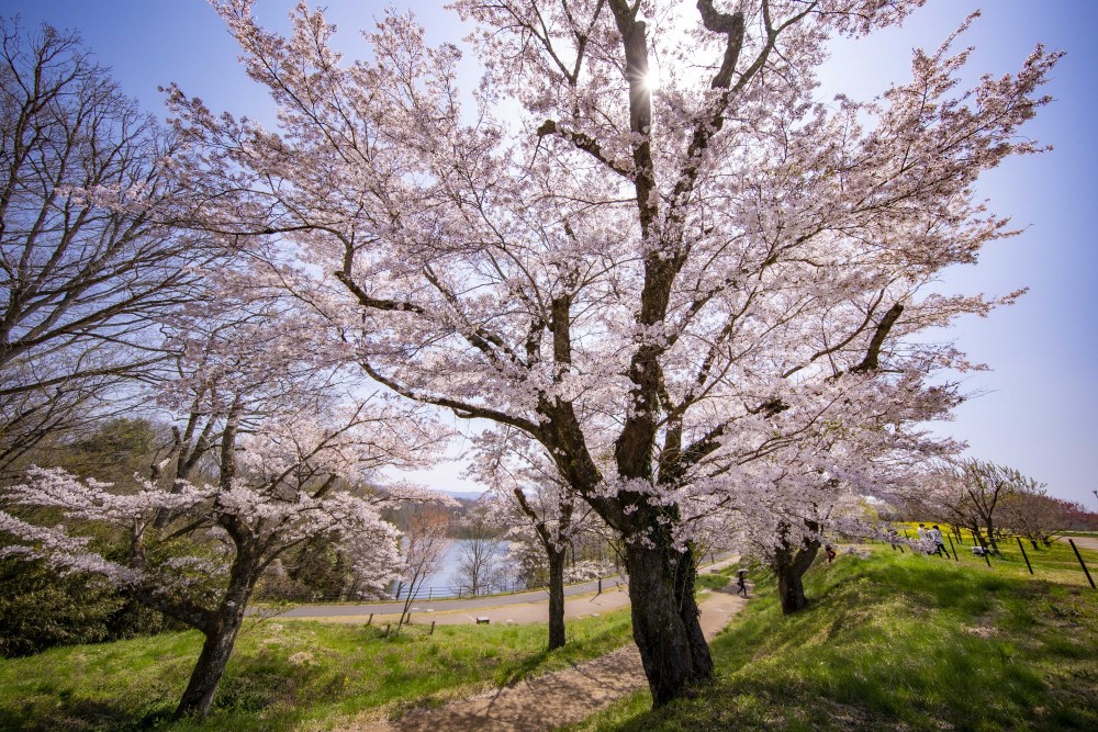 広島　桜　庄原　国営備北丘陵公園
